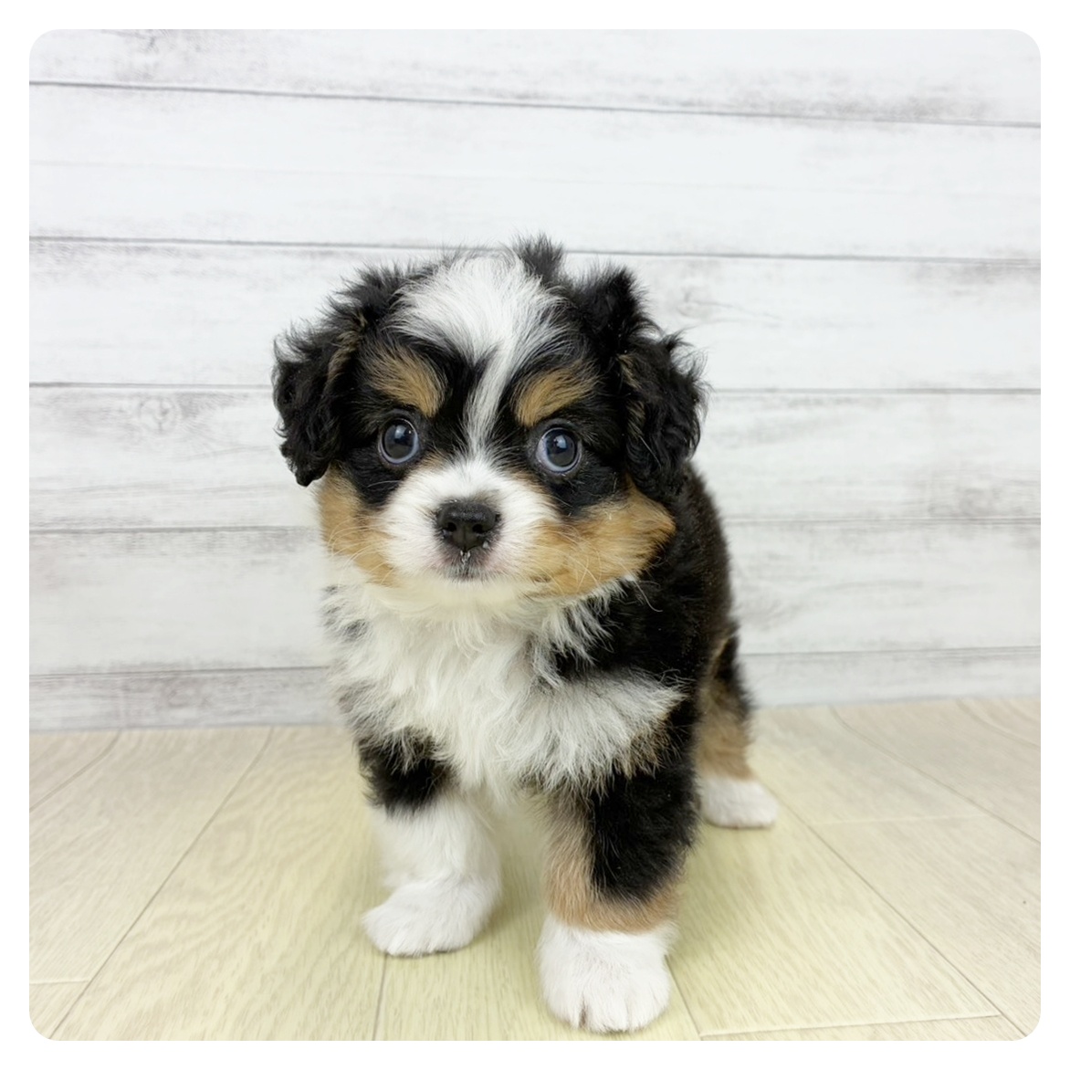 岡山県のハーフ犬・ミックス犬 (犬の家＆猫の里天満屋ハピーズ西大寺モール店/2026年7月21日生まれ/男の子/ブラックタンホワイト)の子犬