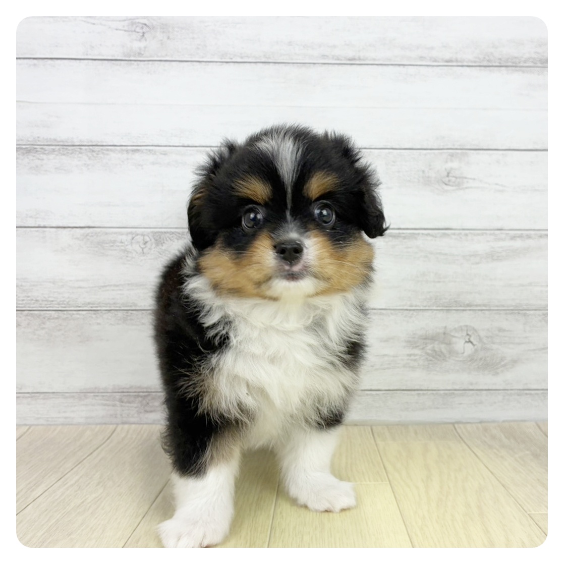 大阪府のハーフ犬・ミックス犬 (犬の家＆猫の里そよら東岸和田店/2026年7月21日生まれ/女の子/ブラックタンホワイト)の子犬