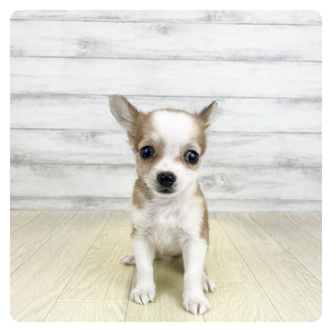 愛知県のチワワ(ロング) (犬の家＆猫の里碧南店/2026年7月19日生まれ/女の子/レッドホワイト)の子犬の2枚目の画像