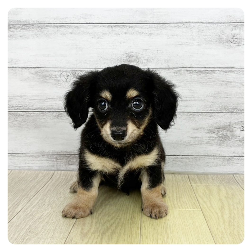 兵庫県のチワックス(チワワ×ダックス) (犬の家＆猫の里カナート西神戸店/2026年7月20日生まれ/男の子/ブラックタン)の子犬の2枚目の画像