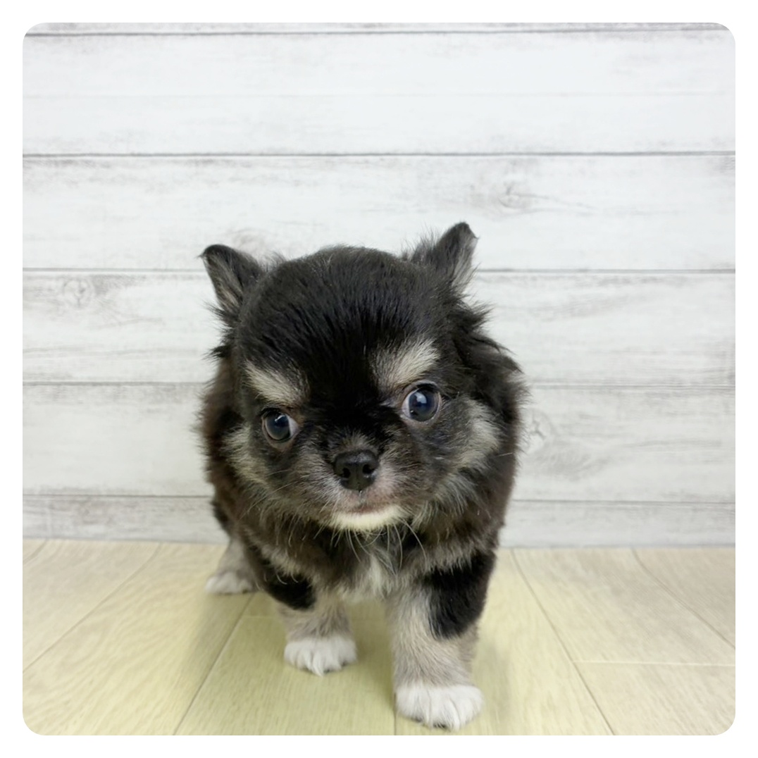 岡山県のチワワ(ロング) (犬の家＆猫の里岡山店/2026年7月20日生まれ/男の子/ブラッククリームホワイト)の子犬の2枚目の画像