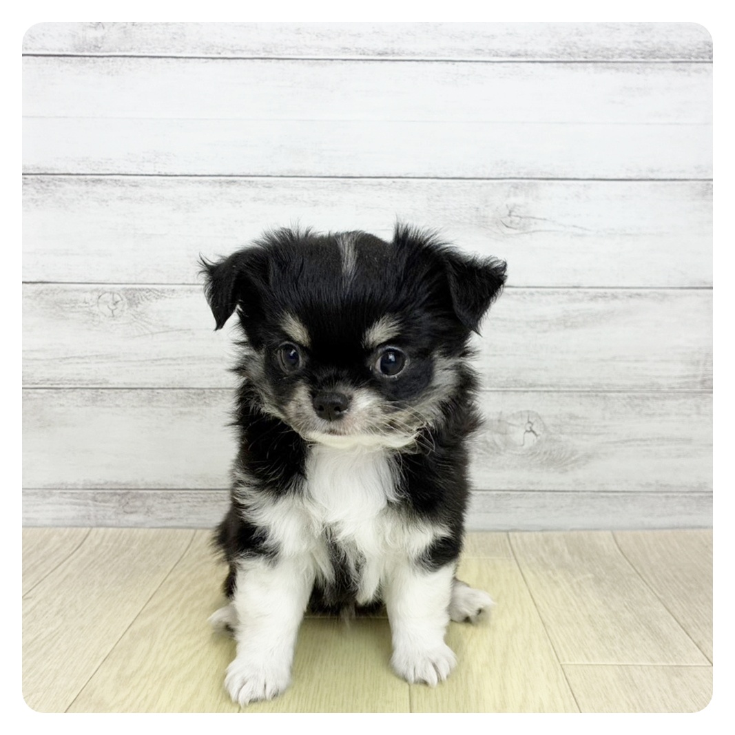 大阪府のチワワ(ロング) (犬の家＆猫の里そよら東岸和田店/2026年7月20日生まれ/男の子/ブラッククリームホワイト)の子犬の3枚目の画像