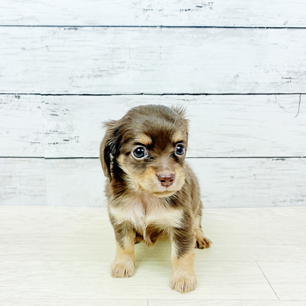 兵庫県のチワックス(チワワ×ダックス) (犬の家＆猫の里カナート西神戸店/2026年7月23日生まれ/女の子/チョコレートタン)の子犬の2枚目の画像