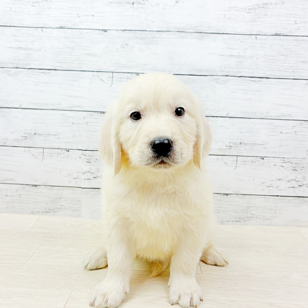 兵庫県のゴールデンレトリバー (犬の家＆猫の里神戸店/2026年7月22日生まれ/男の子/クリーム)の子犬