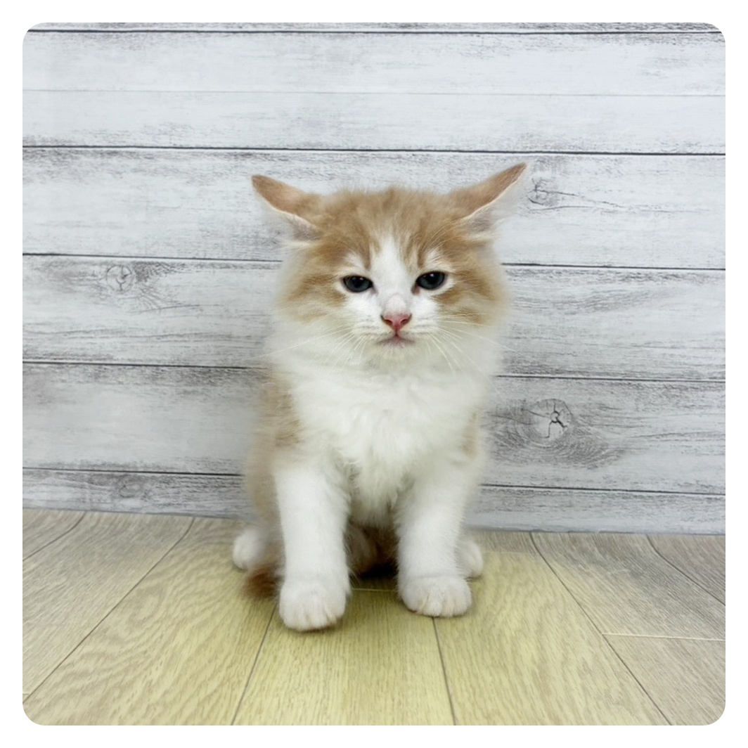大阪府のサイベリアン (犬の家＆猫の里もりのみやキューズモールBASE店/2026年7月22日生まれ/男の子/クリームタビーホワイト)の子猫