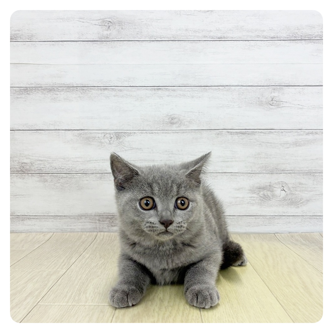 愛知県のブリティッシュショートヘアー (犬の家＆猫の里エアポートウォーク店/2026年7月22日生まれ/男の子/ブルー)の子猫