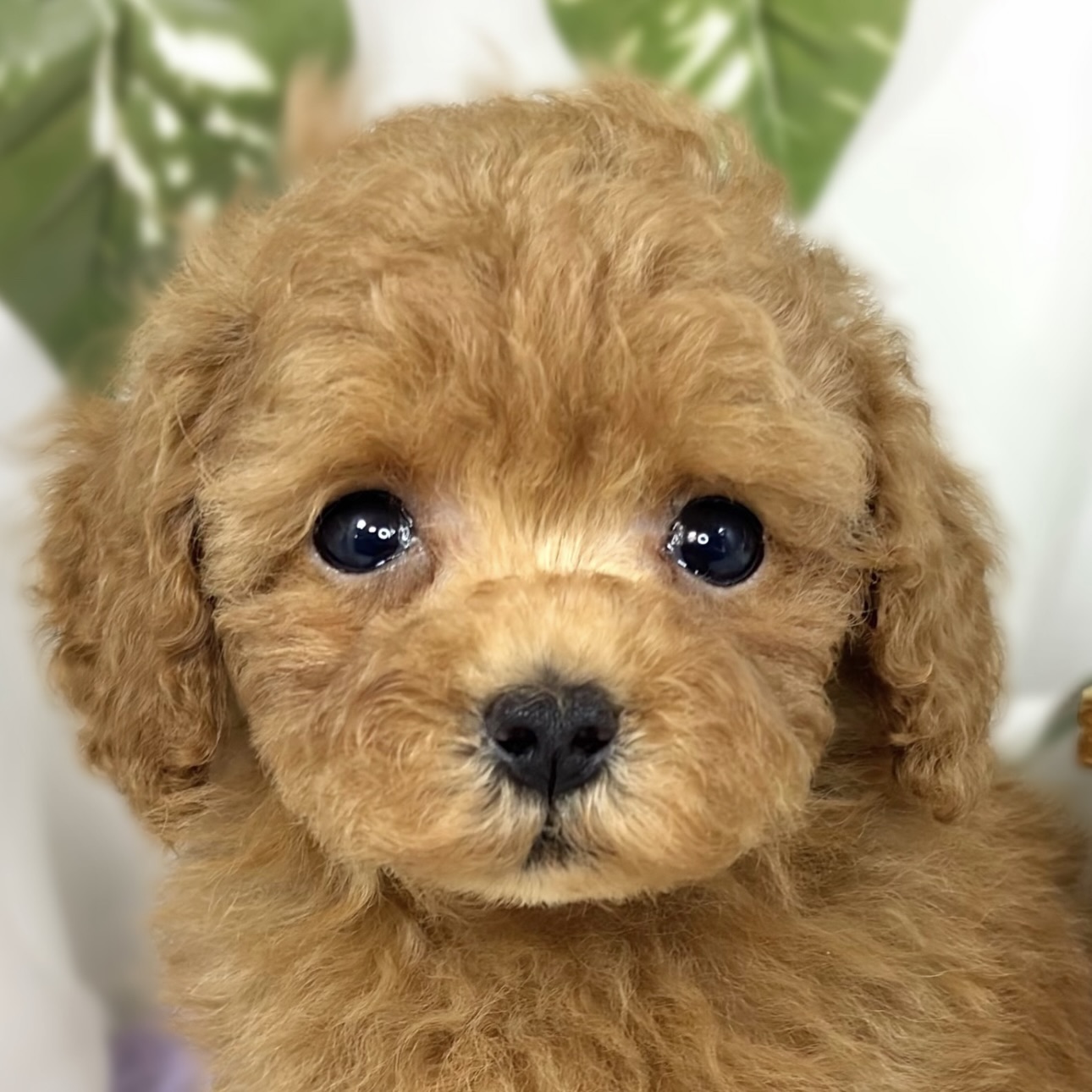 大阪府のトイプードル(トイ) (犬の家＆猫の里もりのみやキューズモールBASE店/2026年7月25日生まれ/男の子/レッドフォーン)の子犬