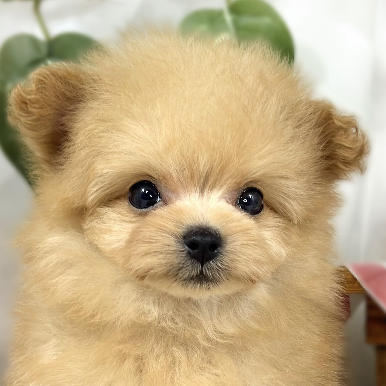 愛知県のポメプー(ポメラニアン×プードル) (犬の家＆猫の里七宝店/2026年7月26日生まれ/男の子/アプリコット)の子犬