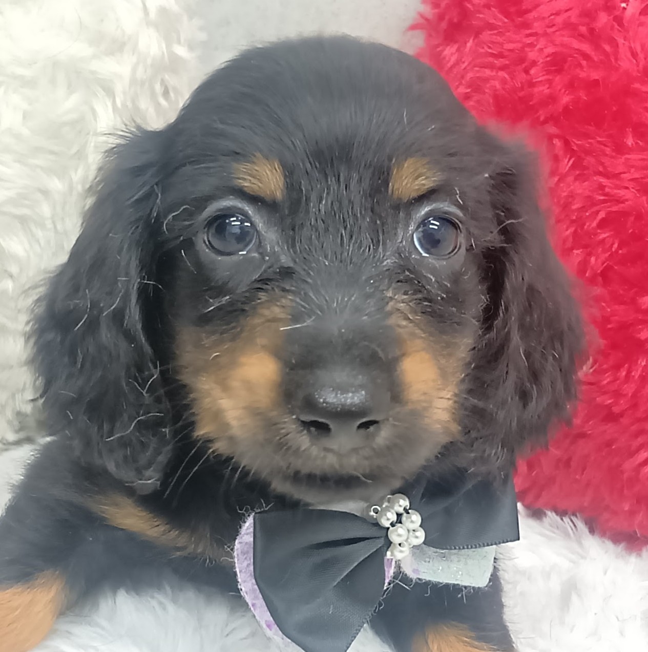 岐阜県のミニチュアダックスフンド(ロング) (犬の家＆猫の里岐南店/2026年7月23日生まれ/男の子/ブラックタン)の子犬