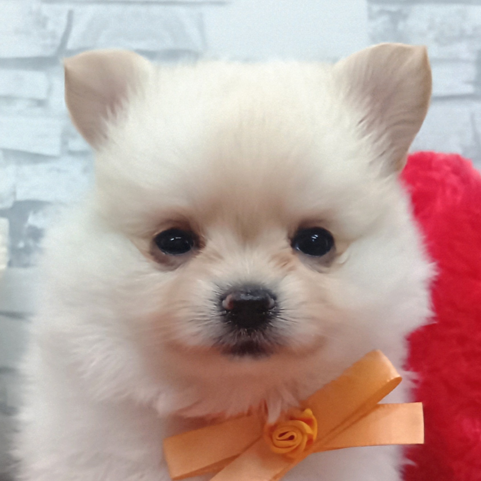 愛知県のポメチワ/チワポメ/ポメチー(ポメラニアン×チワワ) (犬の家＆猫の里豊川インター店/2026年7月25日生まれ/男の子/クリーム)の子犬