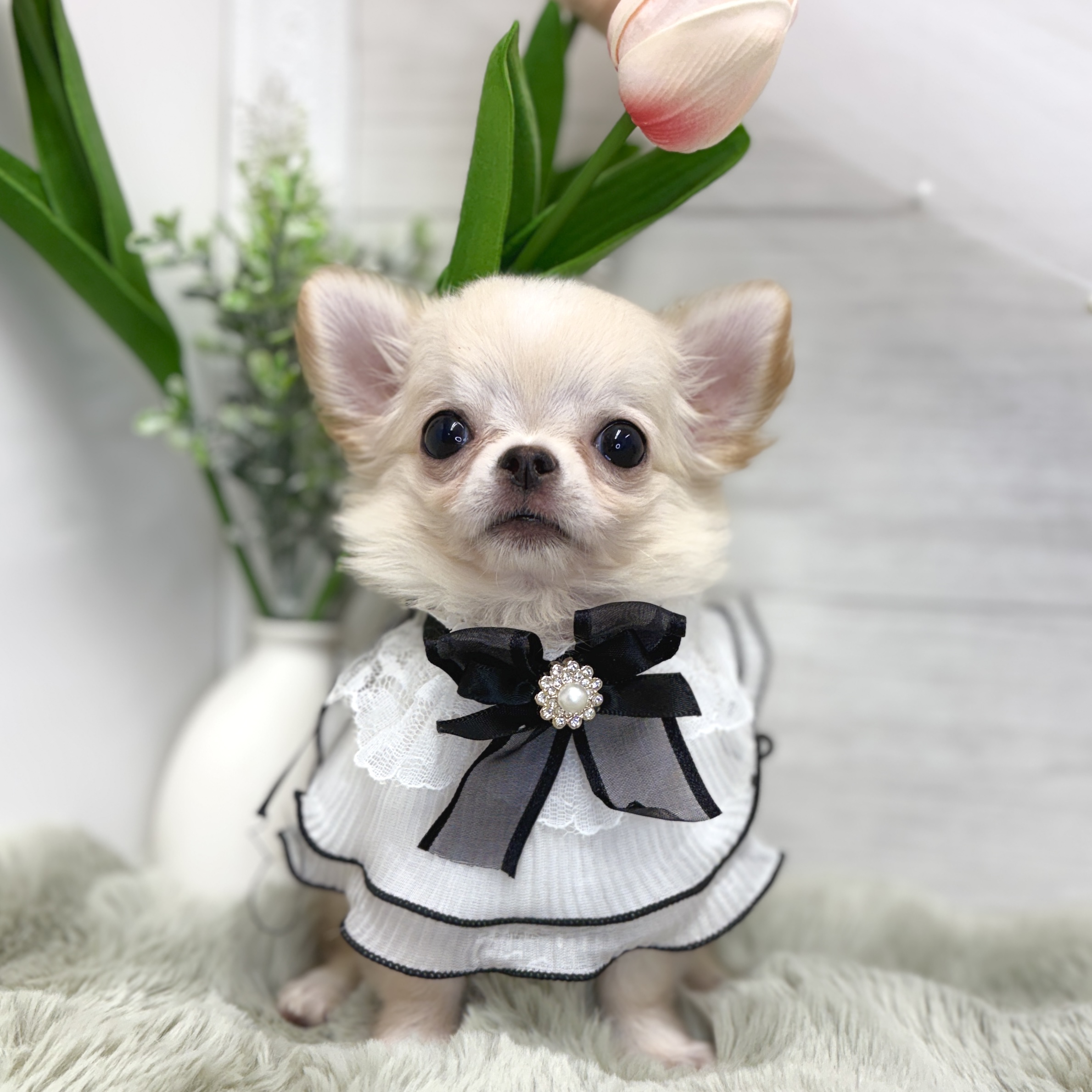 神奈川県のチワワ(ロング) (犬の家＆猫の里相模原店/2026年7月19日生まれ/男の子/クリームホワイト)の子犬の1枚目の画像
