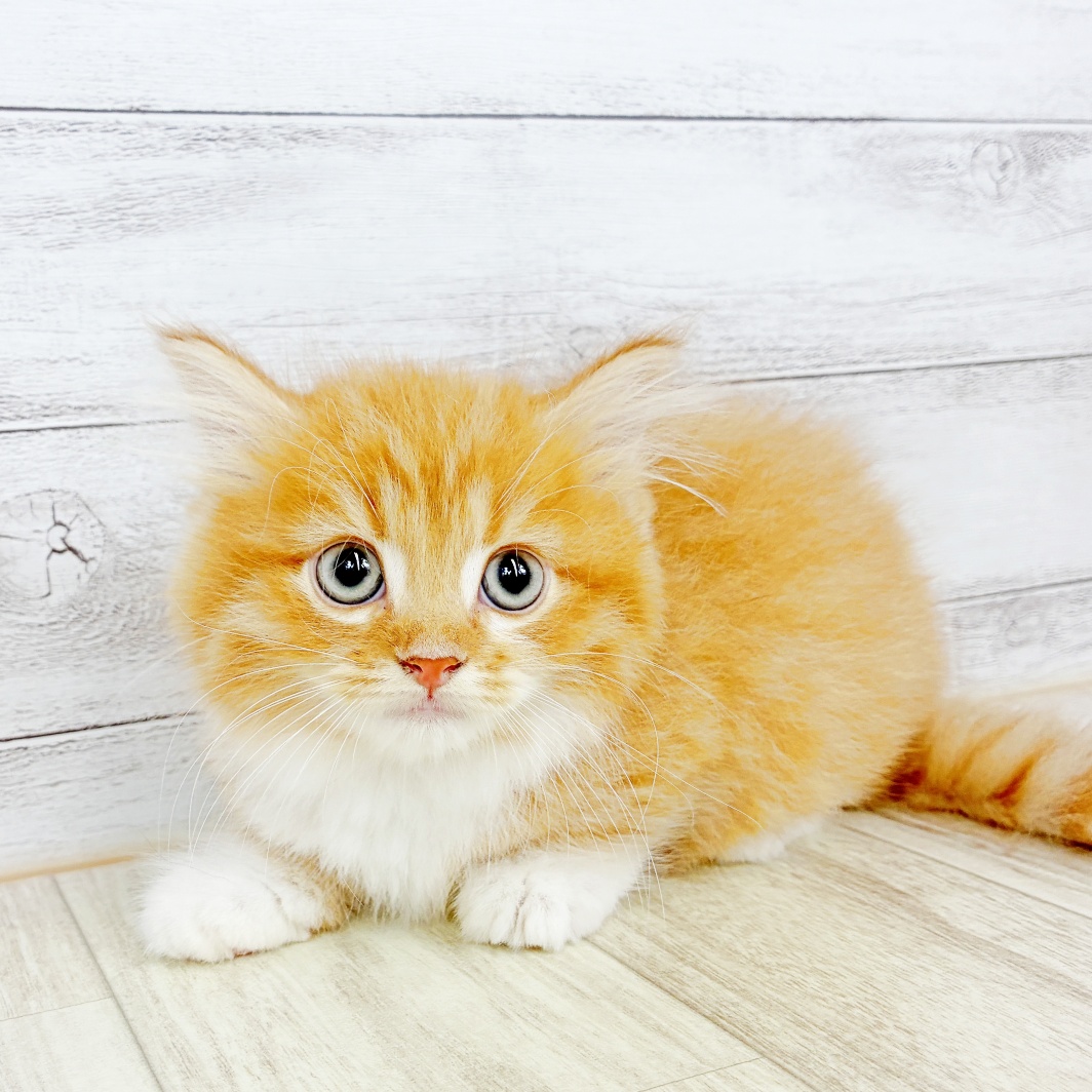 兵庫県のミヌエット (犬の家＆猫の里川西店/2026年7月18日生まれ/男の子/レッドタビーホワイト)の子猫