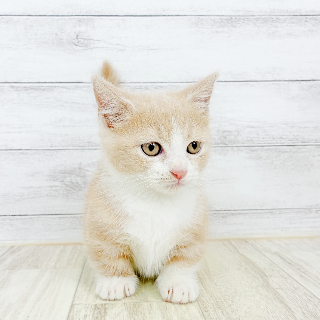兵庫県のマンチカン (犬の家＆猫の里川西店/2026年7月20日生まれ/男の子/クリームタビーホワイト)の子猫