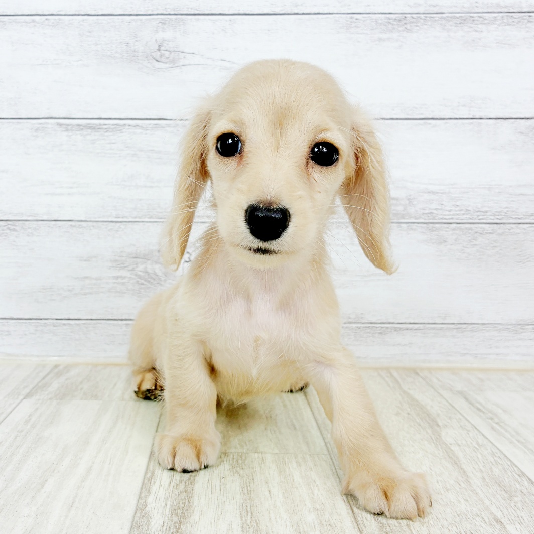 兵庫県のミニチュアダックスフンド(ロング) (犬の家＆猫の里川西店/2026年7月25日生まれ/女の子/イエロー)の子犬