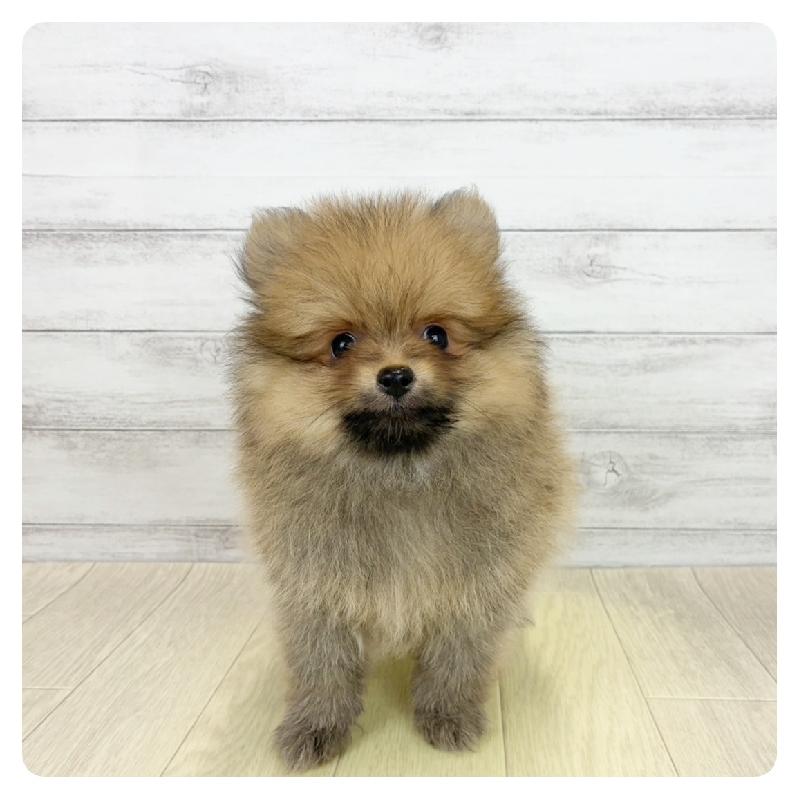 兵庫県のポメラニアン (犬の家＆猫の里ゆめタウン姫路店/2026年7月23日生まれ/男の子/オレンジセーブル)の子犬