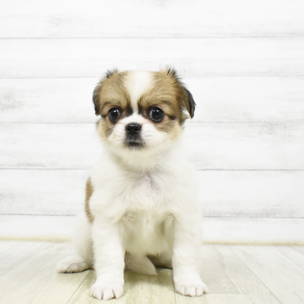 ハーフ犬女の子の写真