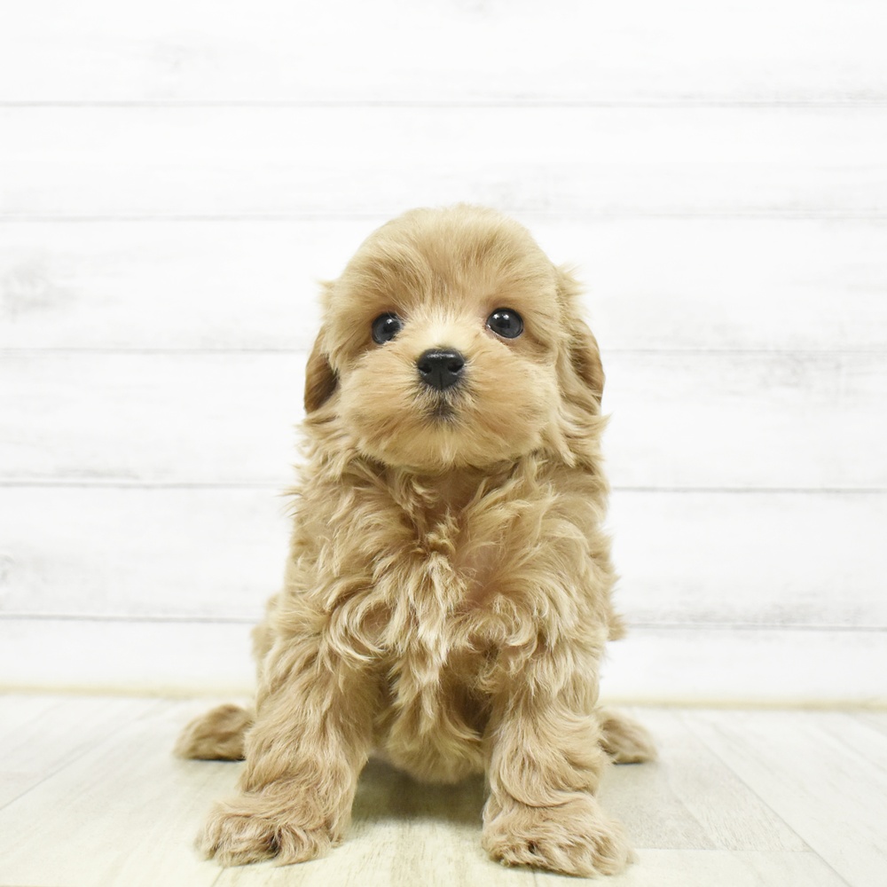 ハーフ犬男の子の写真