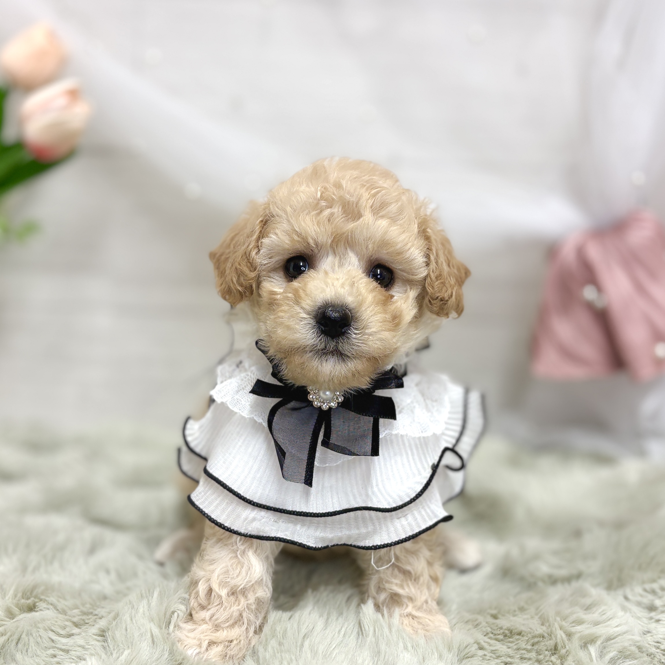 神奈川県のビションプー(ビションフリーゼ×プードル) (犬の家＆猫の里相模原店/2026年7月27日生まれ/女の子/アプリコット)の子犬の1枚目の画像