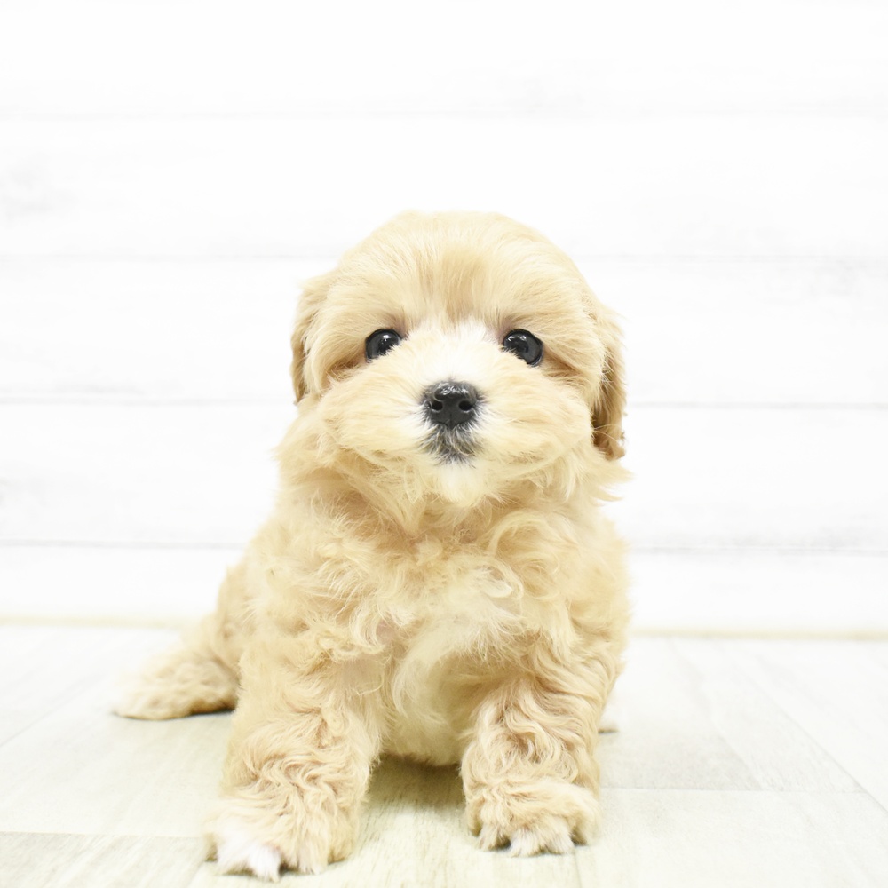 ハーフ犬女の子の写真