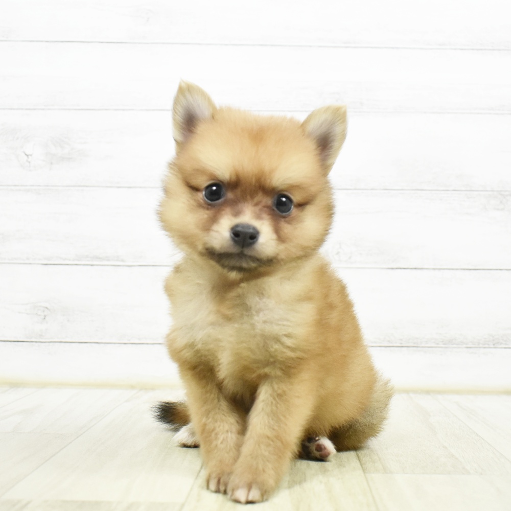 神奈川県のポメ柴/豆ポメ/ポメ豆柴(ポメラニアン×柴犬) (犬の家＆猫の里元住吉ブレーメン通り店/2026年7月22日生まれ/女の子/赤)の子犬