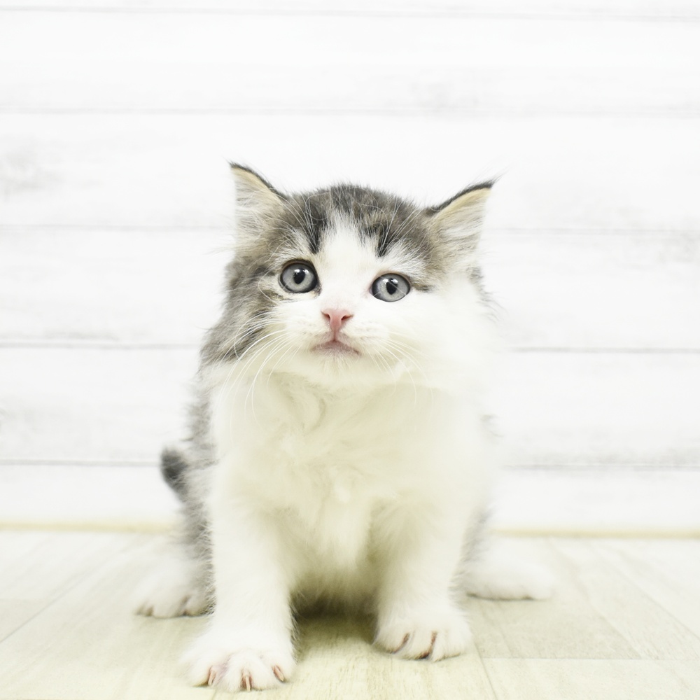 東京都のミヌエット (犬の家＆猫の里新宿店/2026年7月26日生まれ/男の子/ブラウンタビーホワイト)の子猫