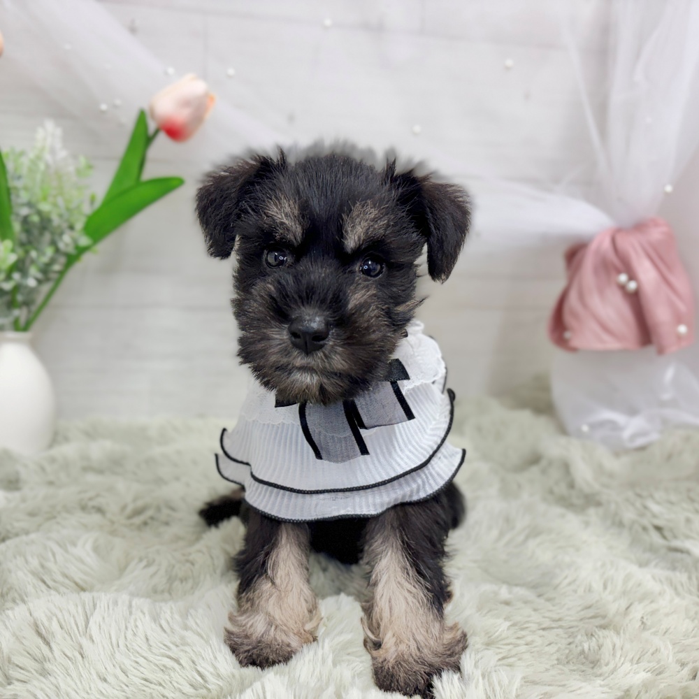 神奈川県のミニチュアシュナウザー (犬の家＆猫の里相模原店/2026年7月28日生まれ/女の子/ブラックシルバー)の子犬の1枚目の画像