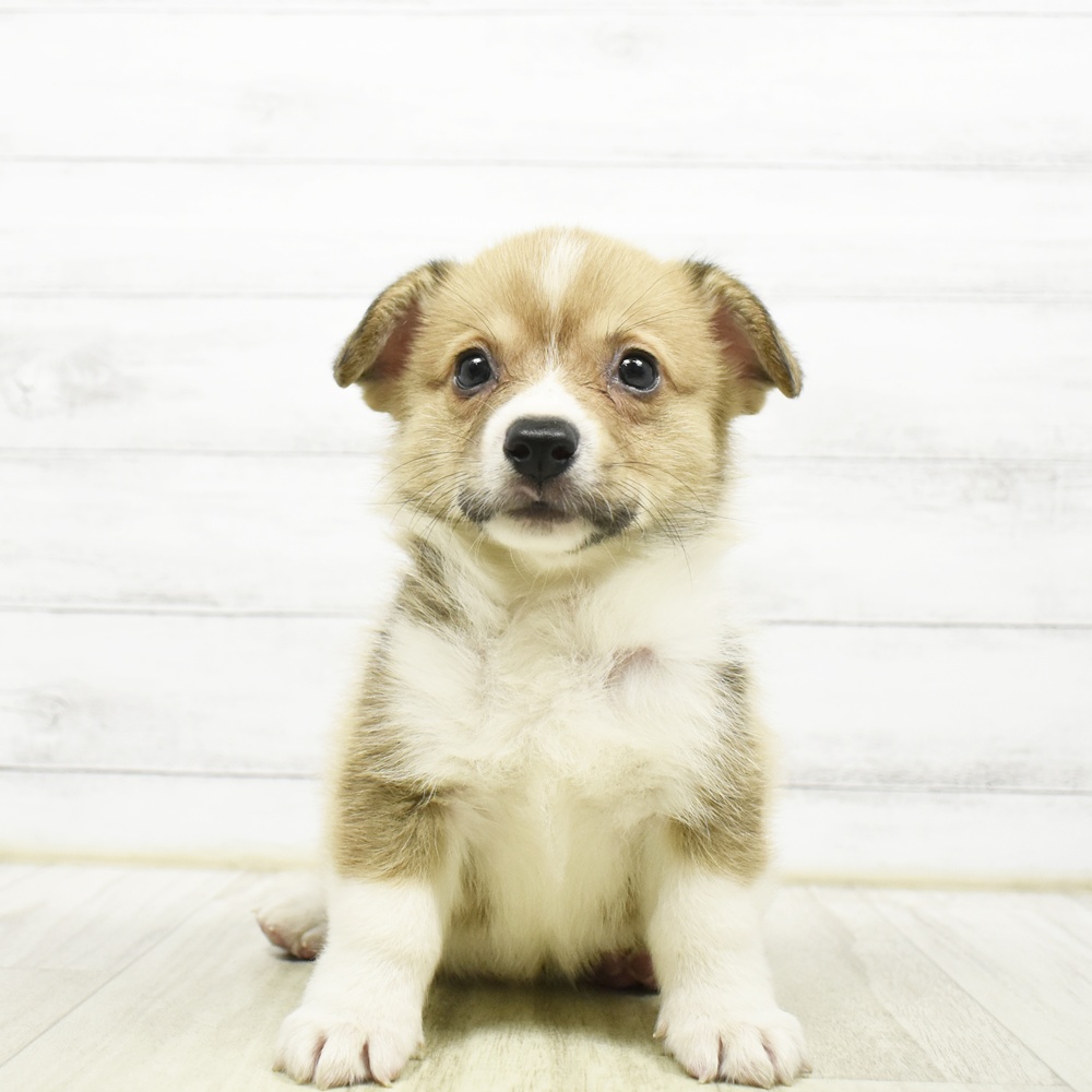 千葉県のウェルシュコーギーペンブローク (犬の家＆猫の里BIGHOPガーデンモール印西店/2026年7月28日生まれ/男の子/レッドホワイト)の子犬
