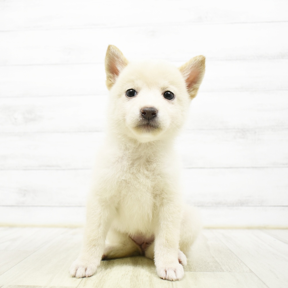 柴犬女の子の写真