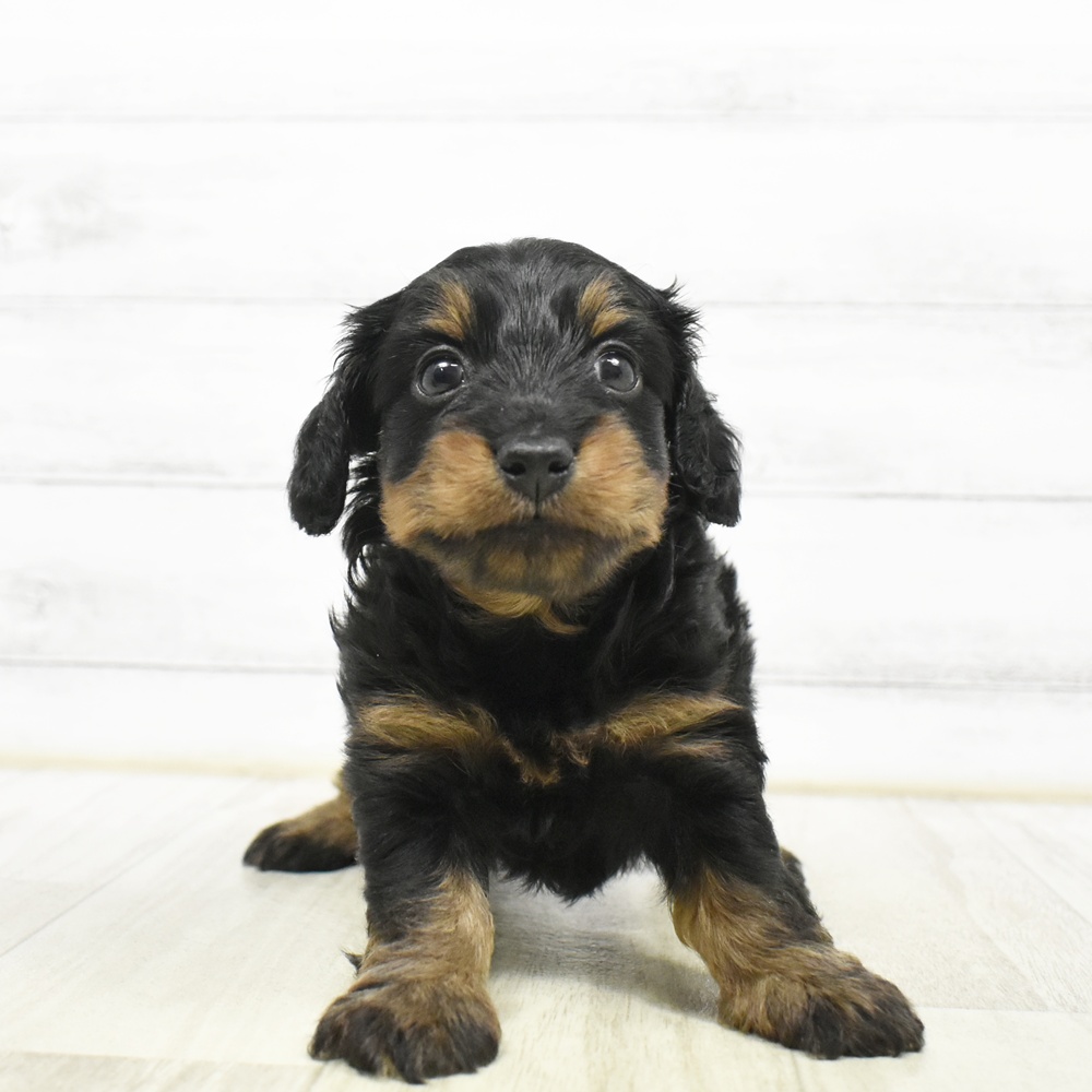 ハーフ犬男の子の写真