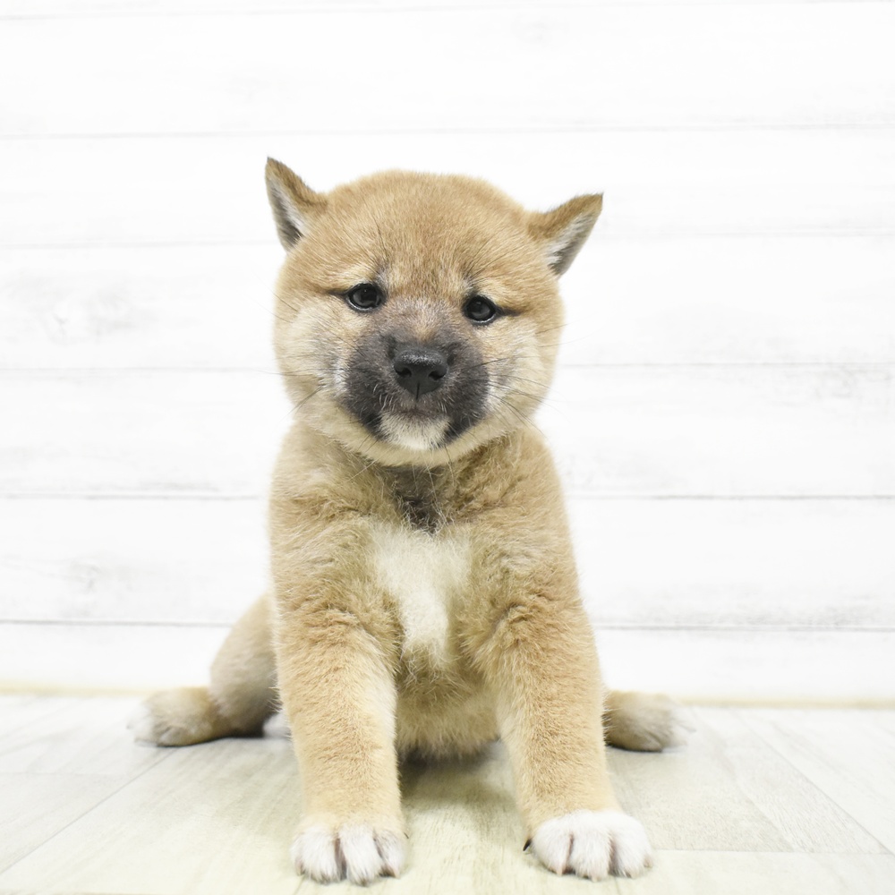 柴犬女の子の写真