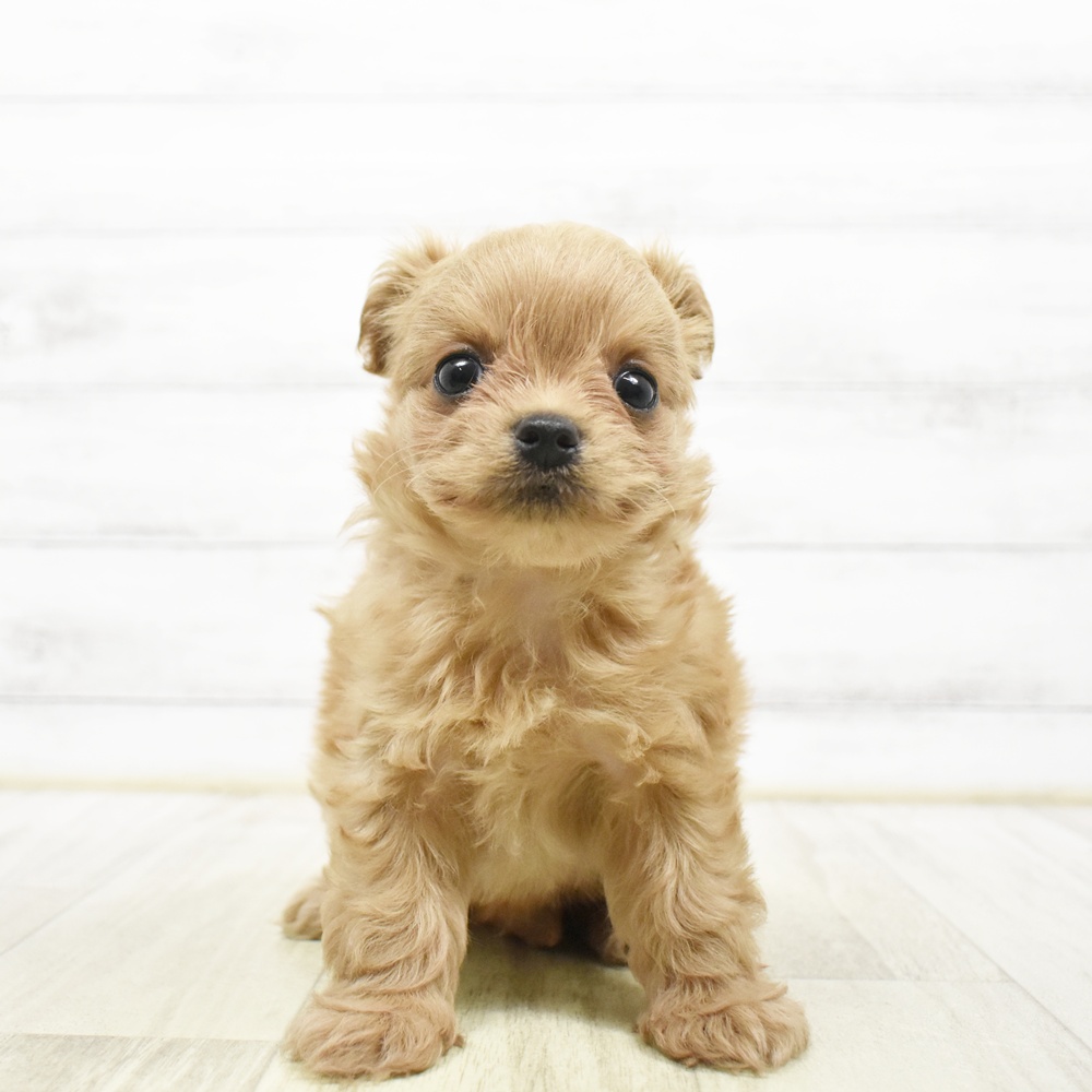 ハーフ犬男の子の写真