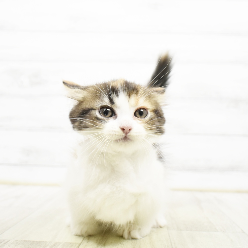 愛知県のマンチカン (犬の家＆猫の里安城店/2026年7月23日生まれ/女の子/キャリコ)の子猫