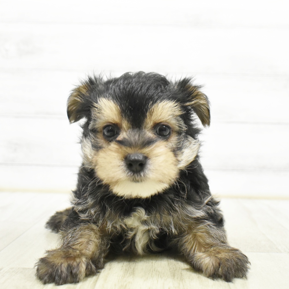 ハーフ犬男の子の写真