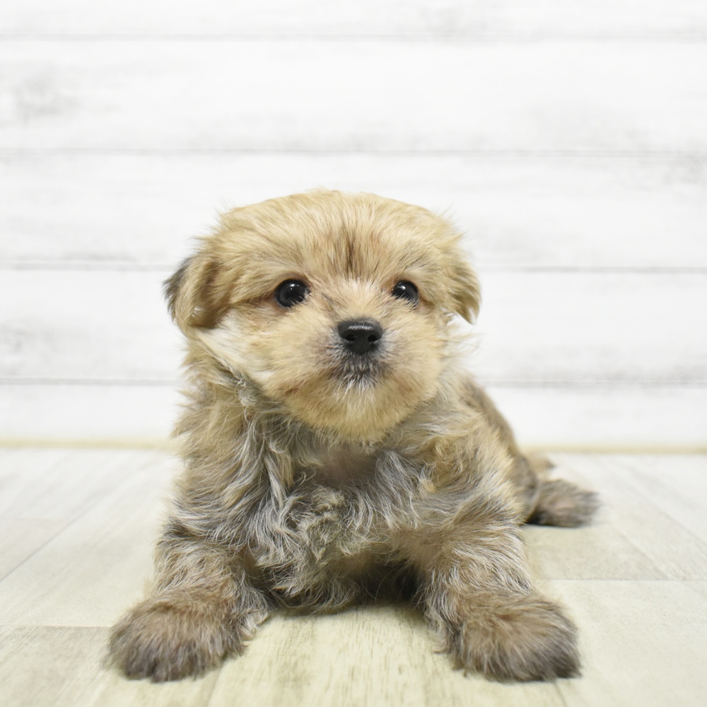 ハーフ犬男の子の写真