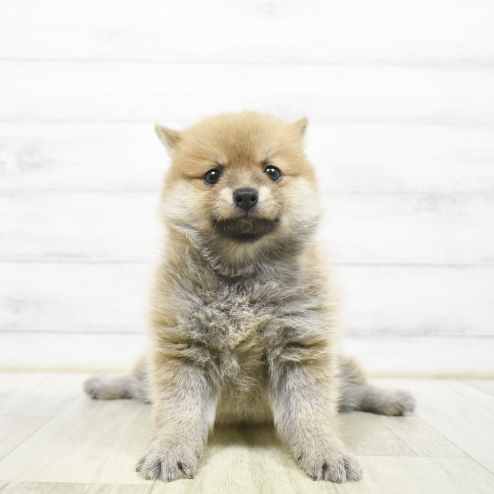 ハーフ犬男の子の写真