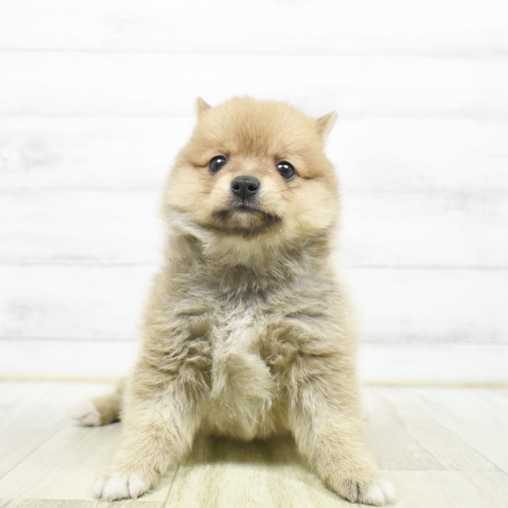 ハーフ犬男の子の写真