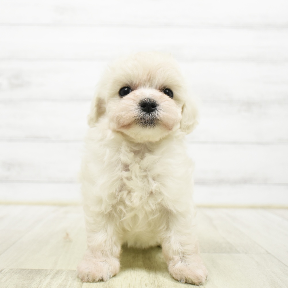 ハーフ犬女の子の写真