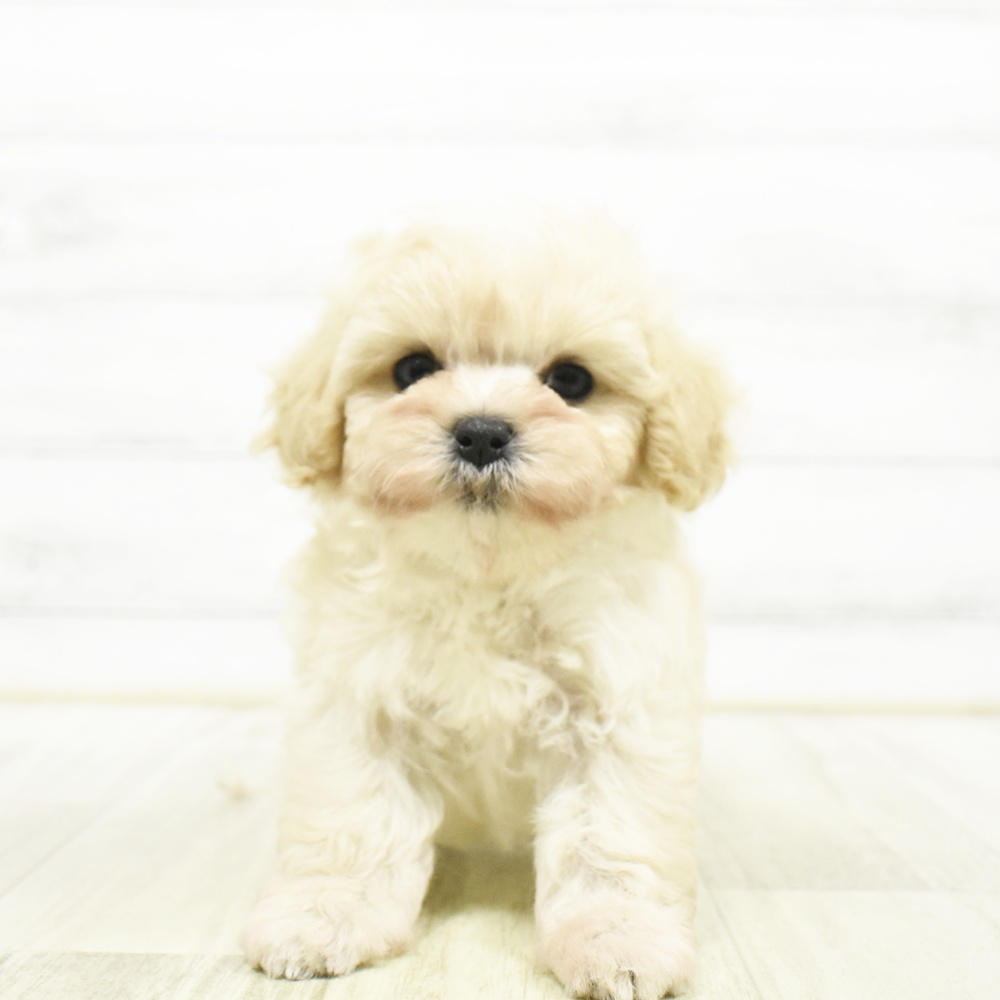 ハーフ犬男の子の写真