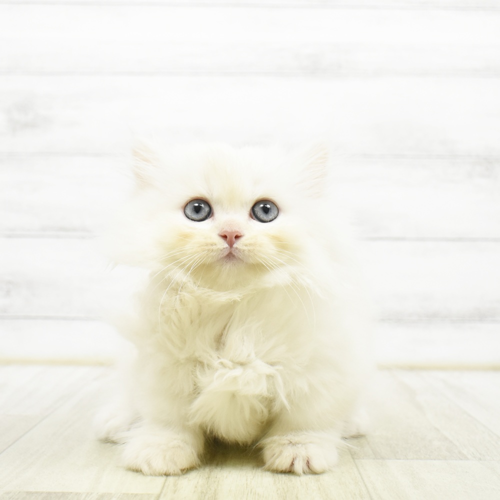 愛知県のミヌエット (犬の家＆猫の里岡崎店/2026年7月26日生まれ/男の子/シェルクリーム)の子猫