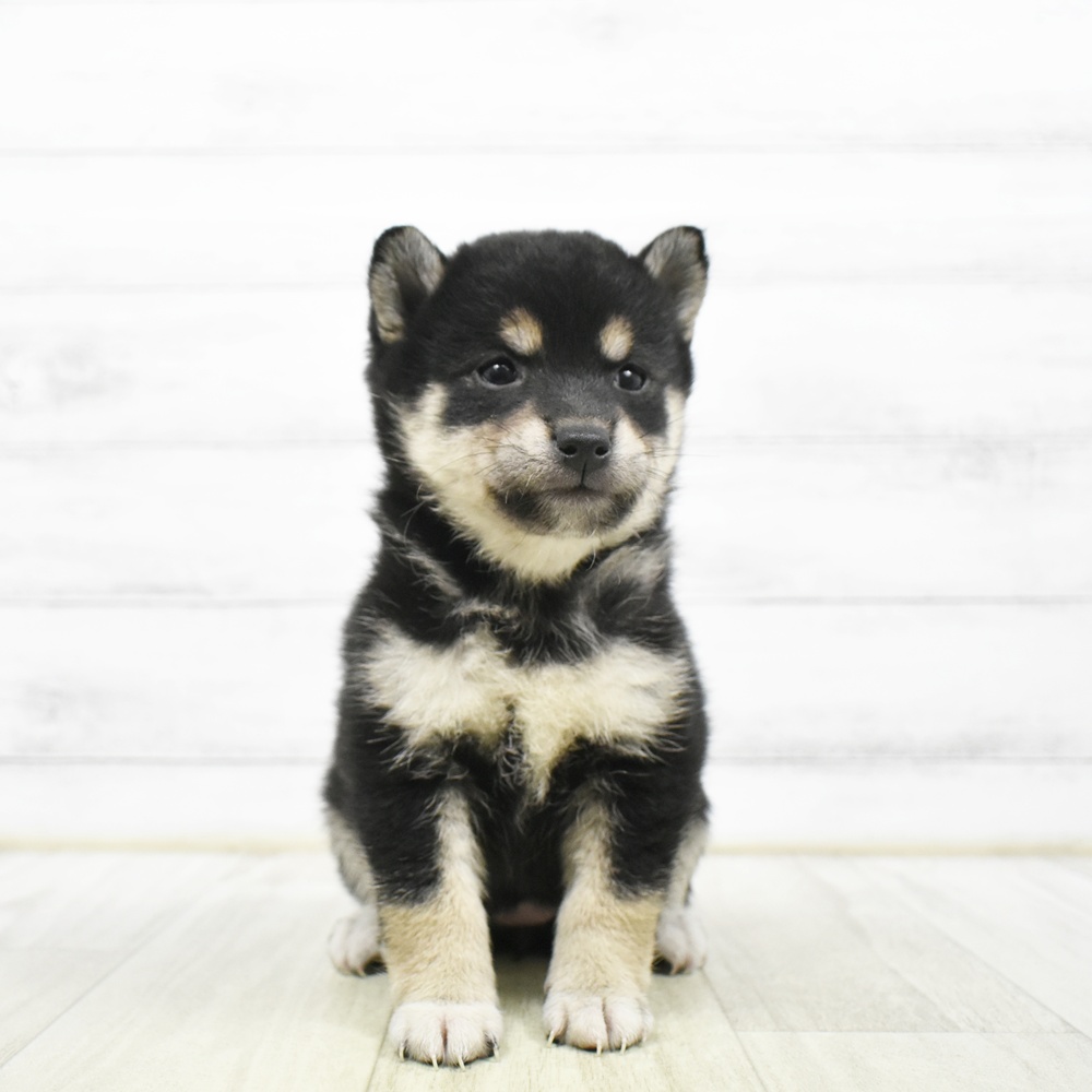 柴犬女の子の写真