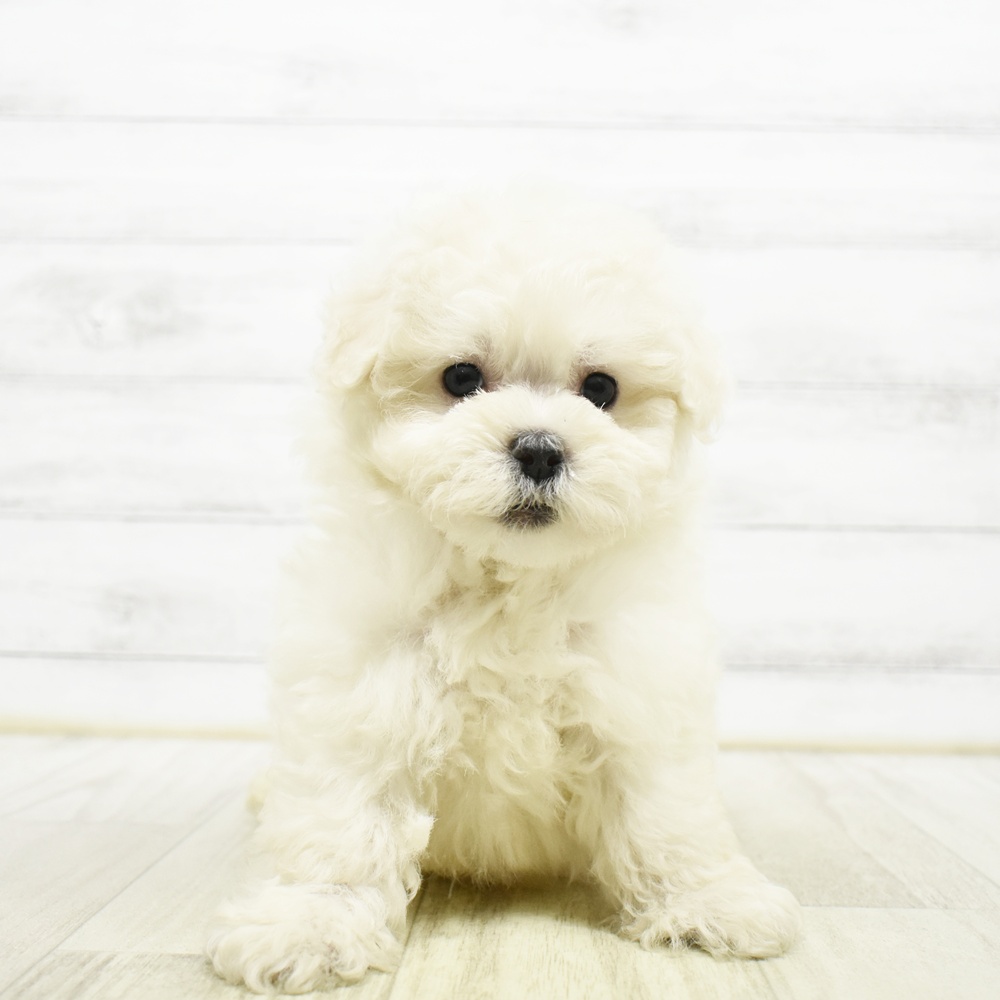 ハーフ犬男の子の写真