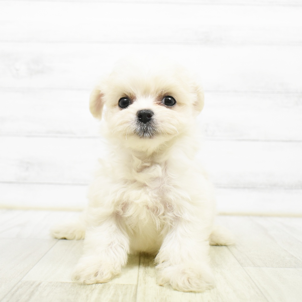 ハーフ犬女の子の写真