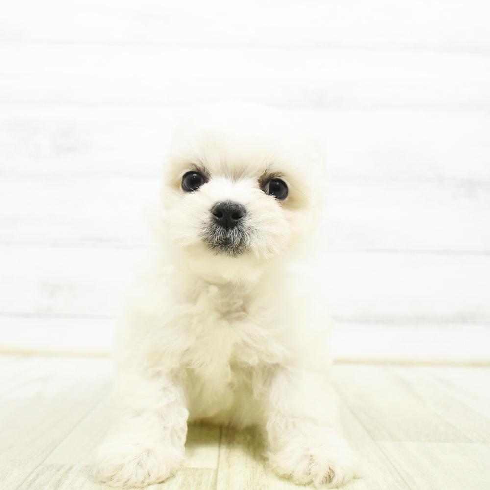ハーフ犬女の子の写真