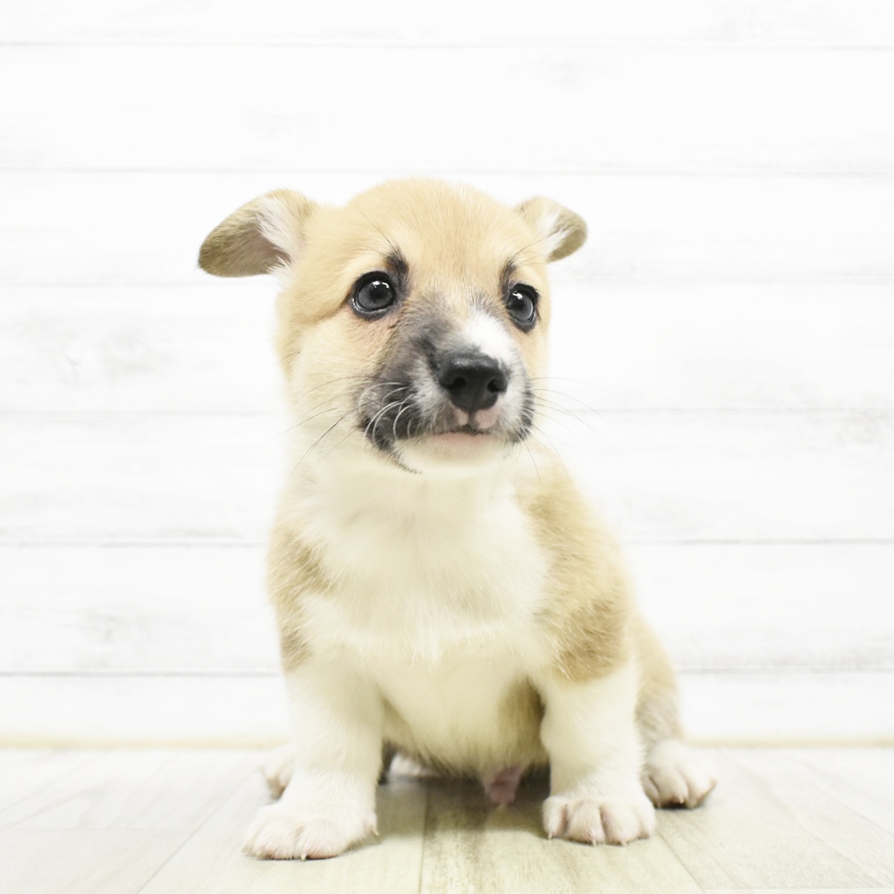 神奈川県のウェルシュコーギーペンブローク (犬の家＆猫の里小田原店/2026年7月27日生まれ/男の子/セーブルホワイト)の子犬の3枚目の画像