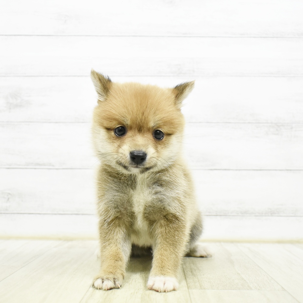 ハーフ犬女の子の写真