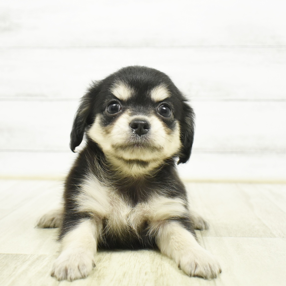 ハーフ犬女の子の写真