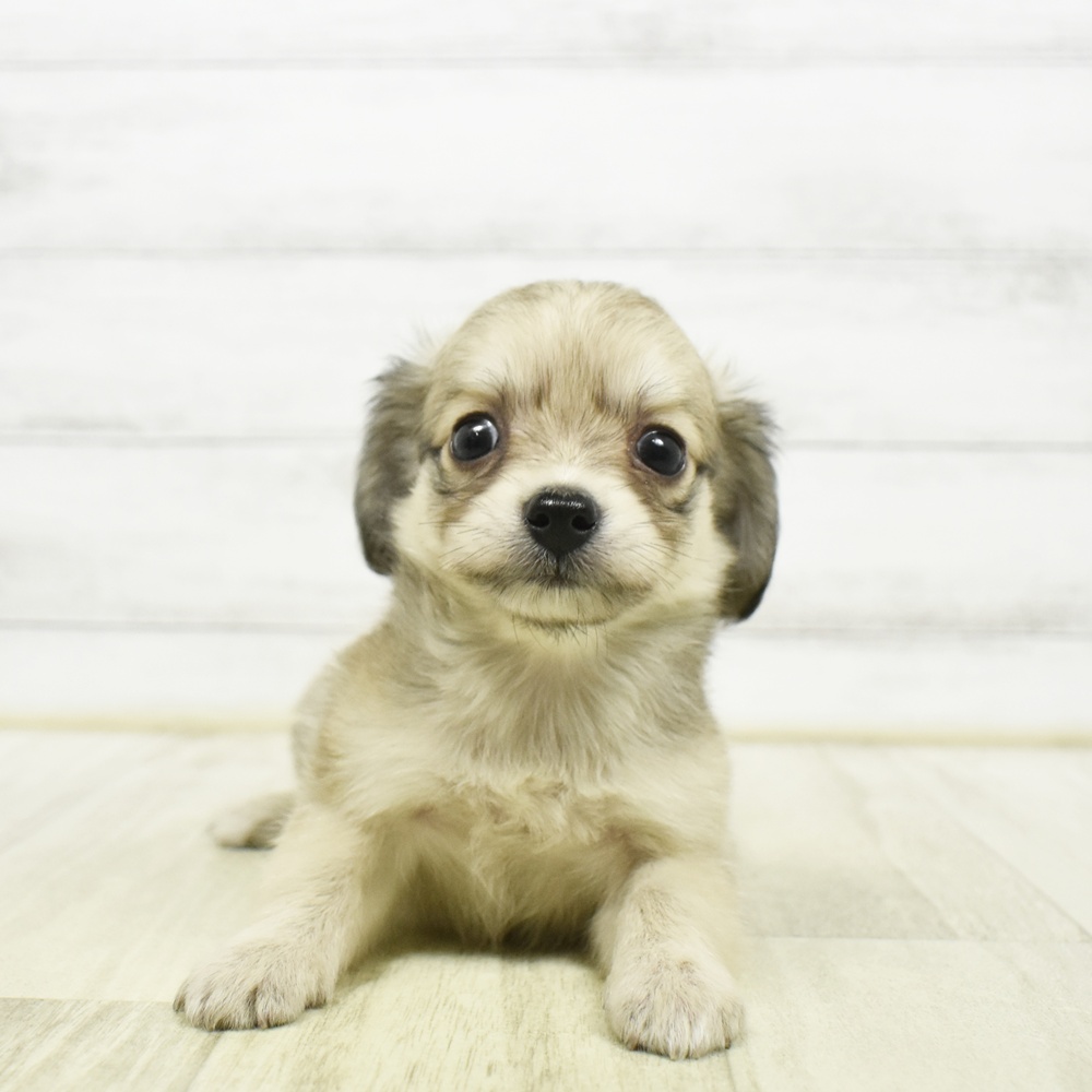 ハーフ犬男の子の写真