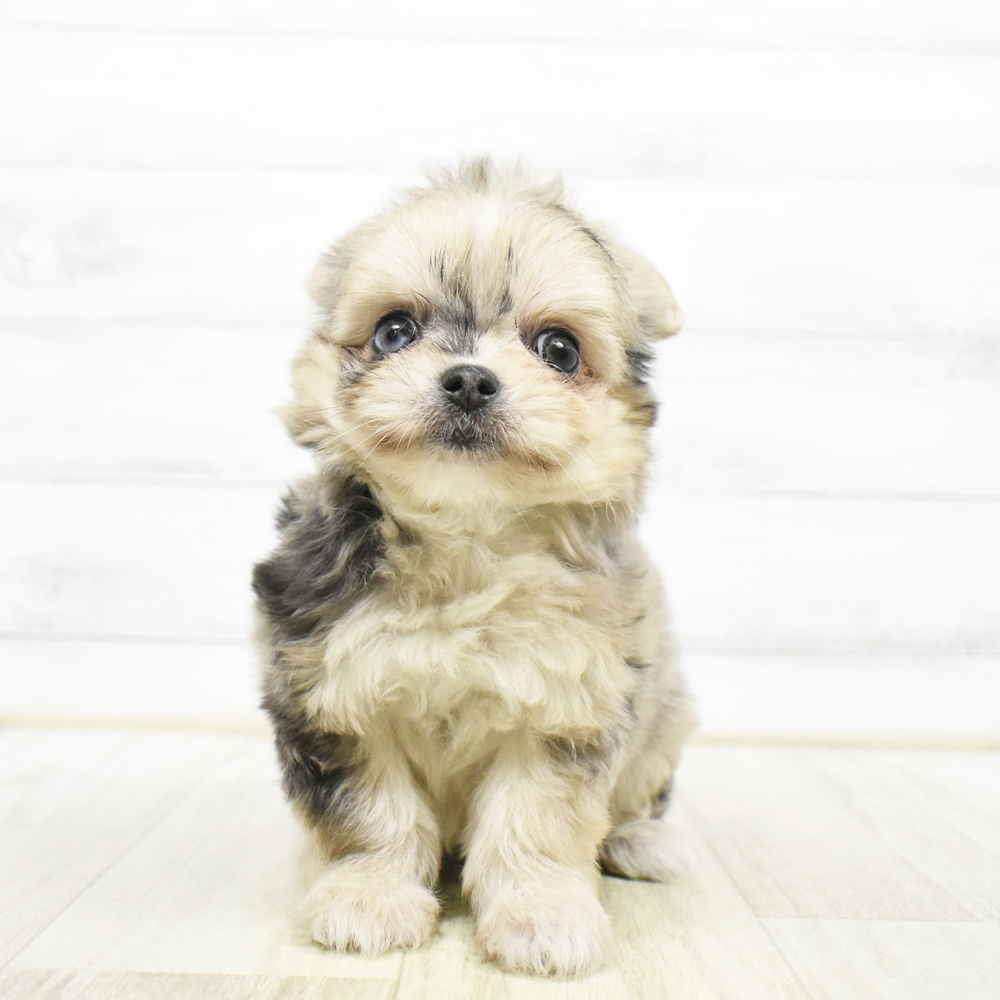 ハーフ犬女の子の写真