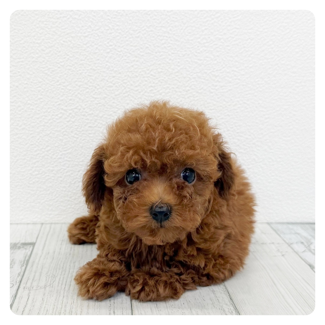 福岡県のトイプードル(タイニー) (犬の家＆猫の里くりえいと宗像店/2026年7月28日生まれ/男の子/レッド)の子犬