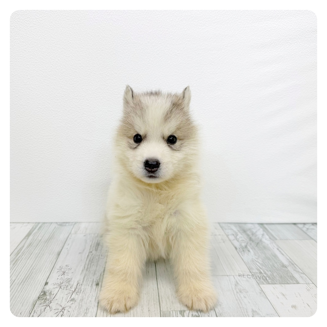 福岡県のシベリアンハスキー (犬の家＆猫の里シュロアモール筑紫野店/2026年7月27日生まれ/男の子/シルバーホワイト)の子犬